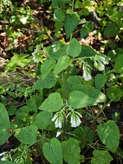 Symphytum tauricum, photograph (c) Igor Balashov, some rights reserved (CC BY)