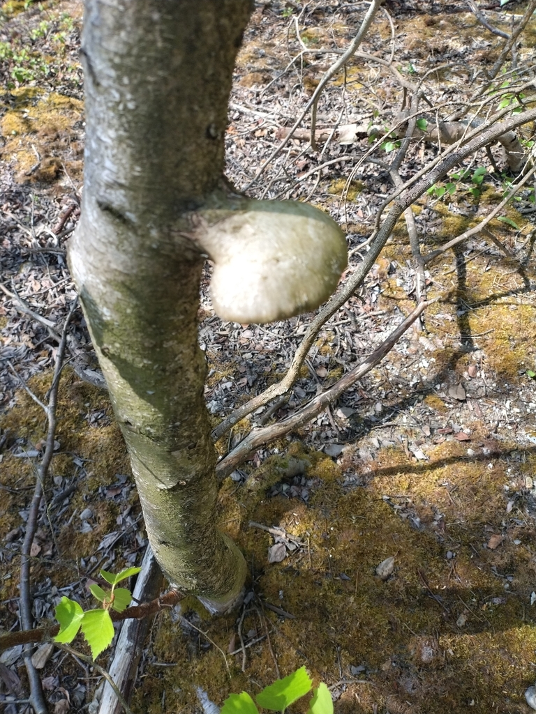 Fomitopsis betulina · May 2026 · photo: © chrisprocter (iNaturalist, cc-by)