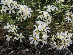 Leptosiphon nuttallii