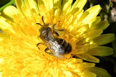 Andrena flavipes
