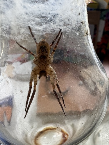 Mediterranean Spiny False Wolf Spider