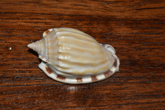 Phalium fimbria