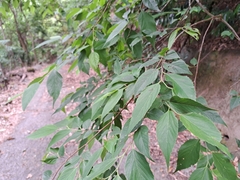 Aphananthe aspera, photograph (c) vrxz, some rights reserved (CC BY-SA)