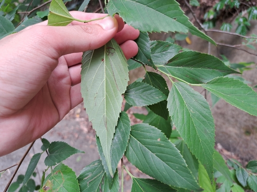 Aphananthe aspera, photograph 3