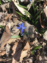 Scilla siberica