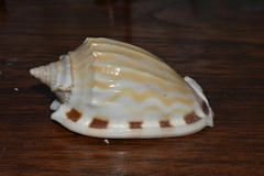 Phalium fimbria