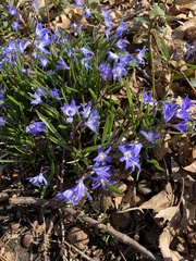 Scilla luciliae