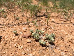 Stylocline sonorensis