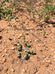 Stylocline sonorensis