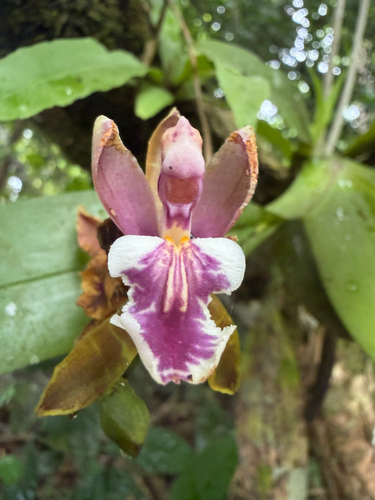 Aspasia epidendroides