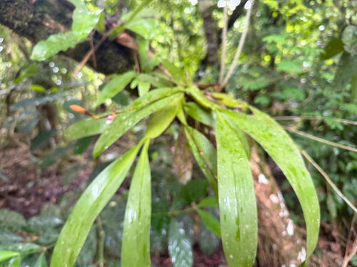Aspasia epidendroides, photograph 3