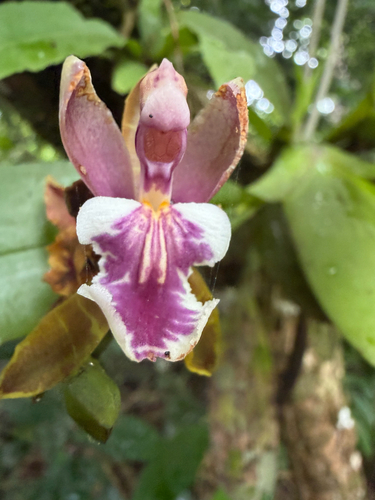 Aspasia epidendroides, photograph 2
