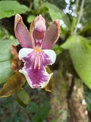 author not stated, no rights reserved Aspasia epidendroides, photograph author not stated, no rights reserved