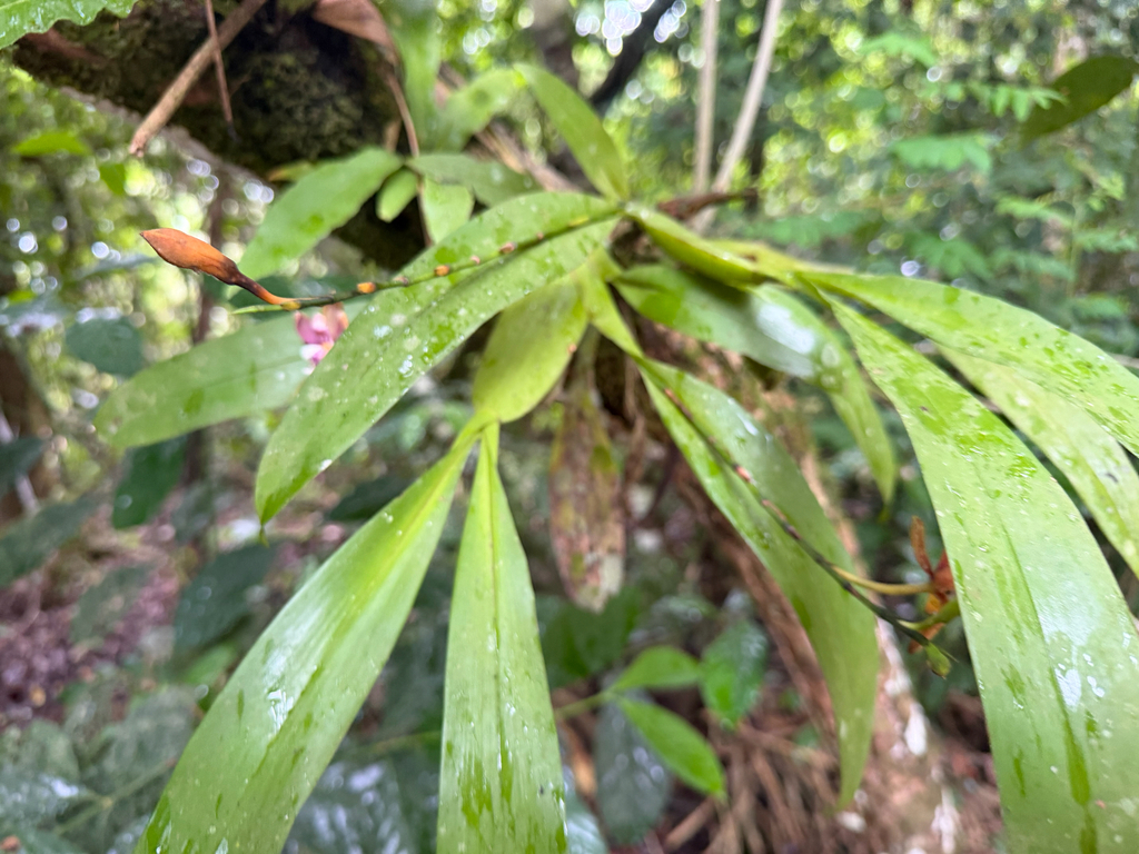 Aspasia epidendroides; photograph author not stated, no rights reserved