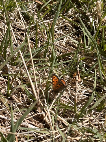 Small Copper