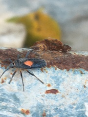 Heteroptera