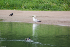 Larus argentatus
