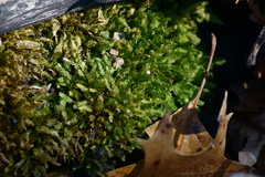 Fissidens dubius