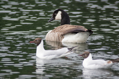 Chroicocephalus ridibundus