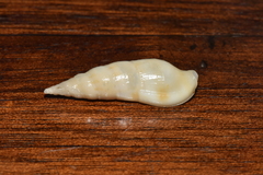 Colubraria nitidula
