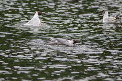 Chroicocephalus ridibundus