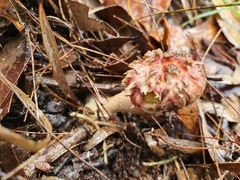Boletellus deceptivus