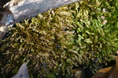 Fissidens dubius