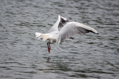 Chroicocephalus ridibundus
