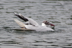 Chroicocephalus ridibundus
