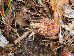Boletellus deceptivus