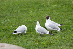 Chroicocephalus ridibundus