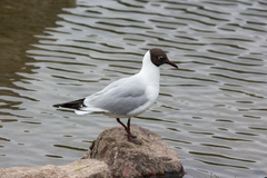 Chroicocephalus ridibundus