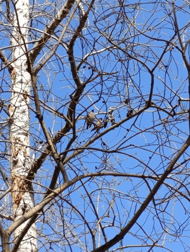 Bohemian Waxwing