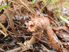 Boletellus deceptivus