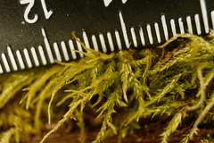 Sciuro-hypnum plumosum