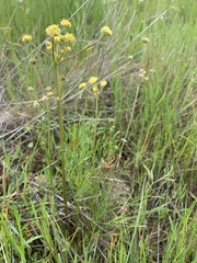 Lomatium triternatum