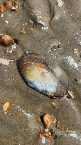 Lutraria lutraria
