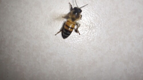 Western Honey Bee