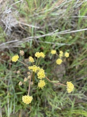 Lomatium triternatum