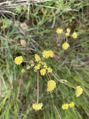 Lomatium triternatum