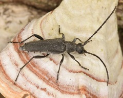 Trachysida mutabilis