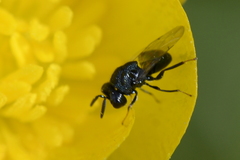 Perilampidae