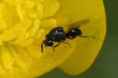 Perilampidae