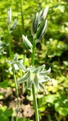 Ornithogalum boucheanum, photograph author not stated, no rights reserved