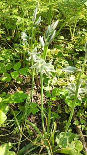 Ornithogalum boucheanum, photograph 3