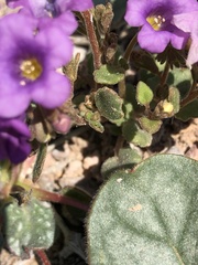Phacelia pulchella