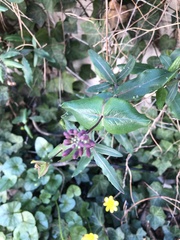 Lonicera sempervirens