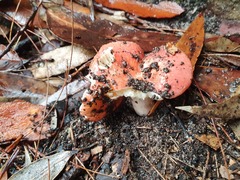 Russula persanguinea