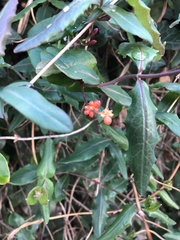 Lonicera sempervirens