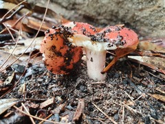 Russula persanguinea